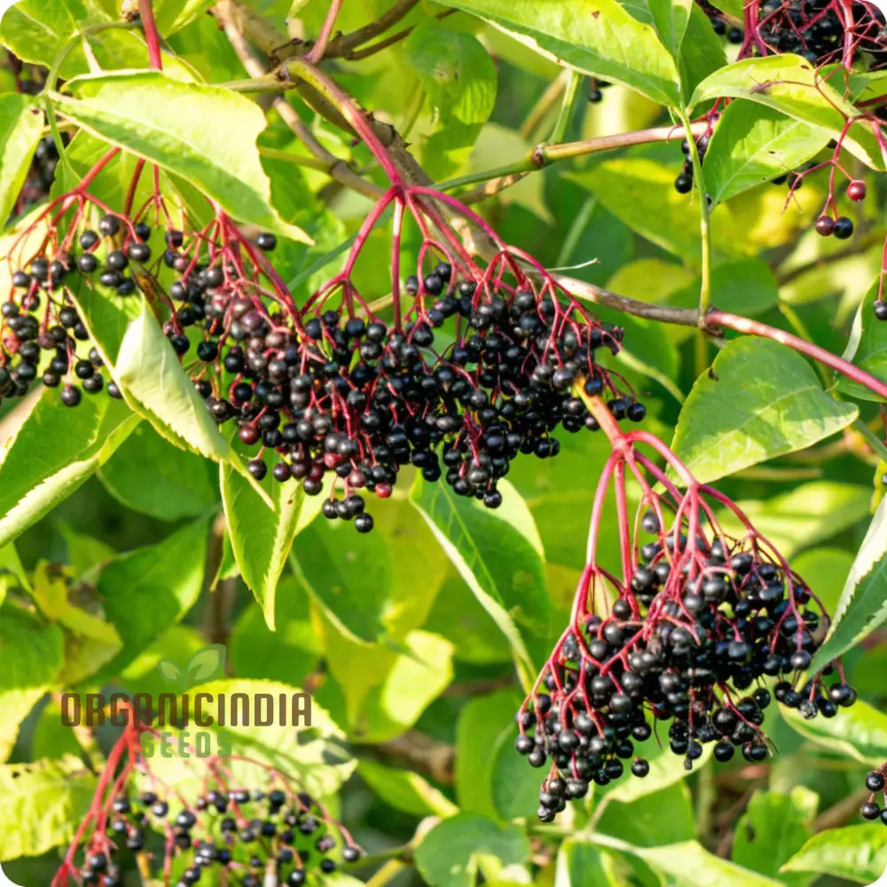 Premium Black Elderberry Fruit Seeds, Organic, Medicinal, Boost Immunity, Ideal for Home Gardens - Image 3