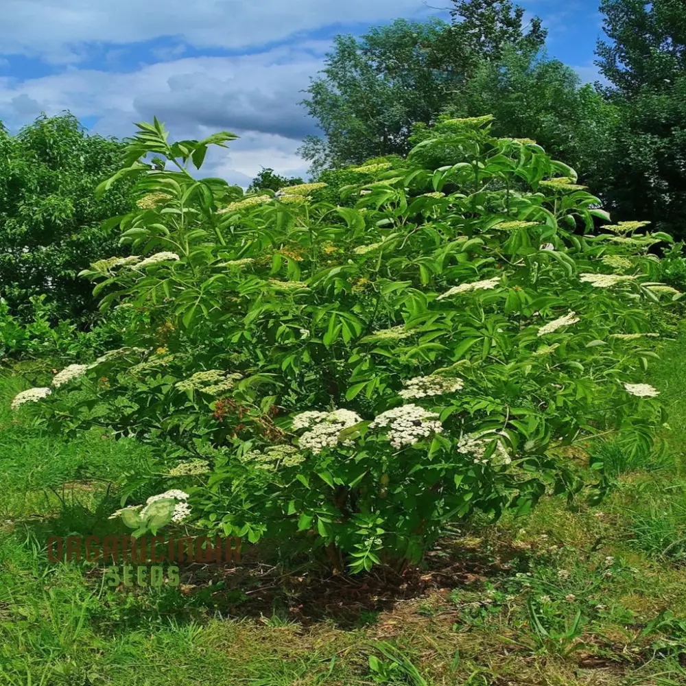 Premium Black Elderberry Fruit Seeds, Organic, Medicinal, Boost Immunity, Ideal for Home Gardens - Image 4