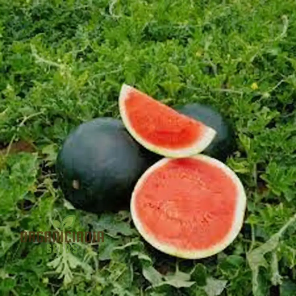 Black-Hybrid Watermelon Seeds: Ideal for Gardening Enthusiasts Looking for Quality Seeds - Image 3