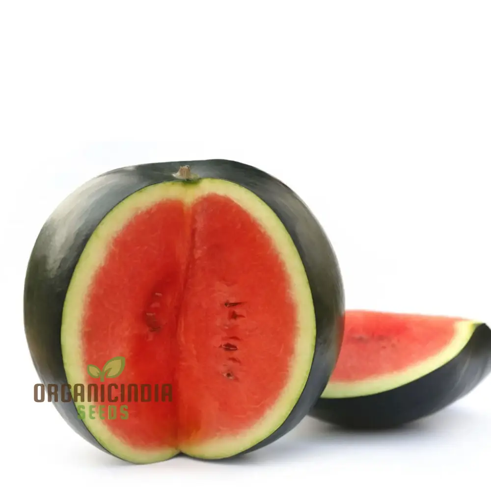 Black-Hybrid Watermelon Seeds: Ideal for Gardening Enthusiasts Looking for Quality Seeds - Image 4