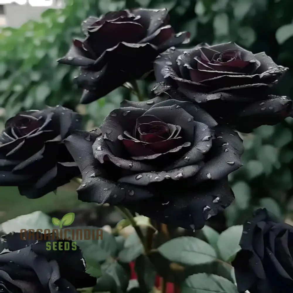 Premium Black Rose Flower Seeds for Elegant Planting and Gardening, Enhance Your Garden with Unique and Exquisite Blooms