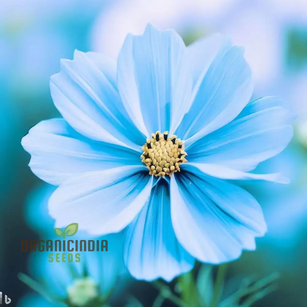 Blue Cosmos Flower Seeds - Ideal for Vibrant and Lush Gardens - Enhance Your Outdoor Space with Stunning Blooms