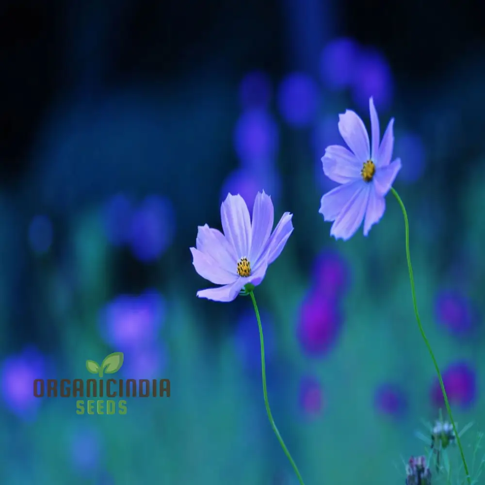 Blue Cosmos Flower Seeds - Ideal for Vibrant and Lush Gardens - Enhance Your Outdoor Space with Stunning Blooms - Image 3