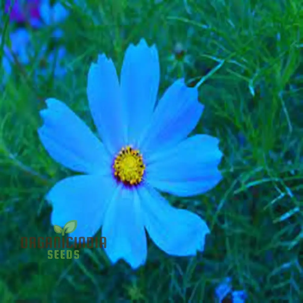 Blue Cosmos Flower Seeds - Ideal for Vibrant and Lush Gardens - Enhance Your Outdoor Space with Stunning Blooms - Image 4