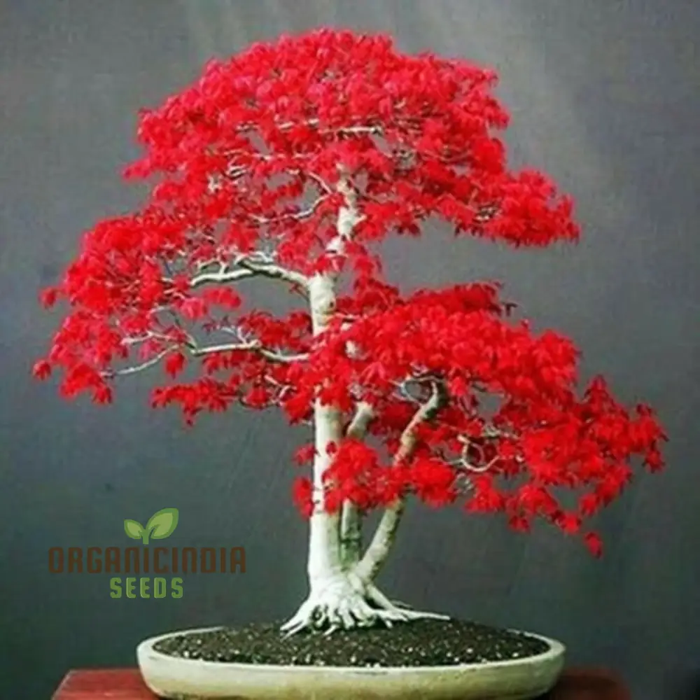 Premium Bonsai Tree Seeds Collection: Wisteria, Black Pine, Blue Spruce, Red Maple, and Flame Tree - Perfect for Gardening Enthusiasts and Bonsai Artists