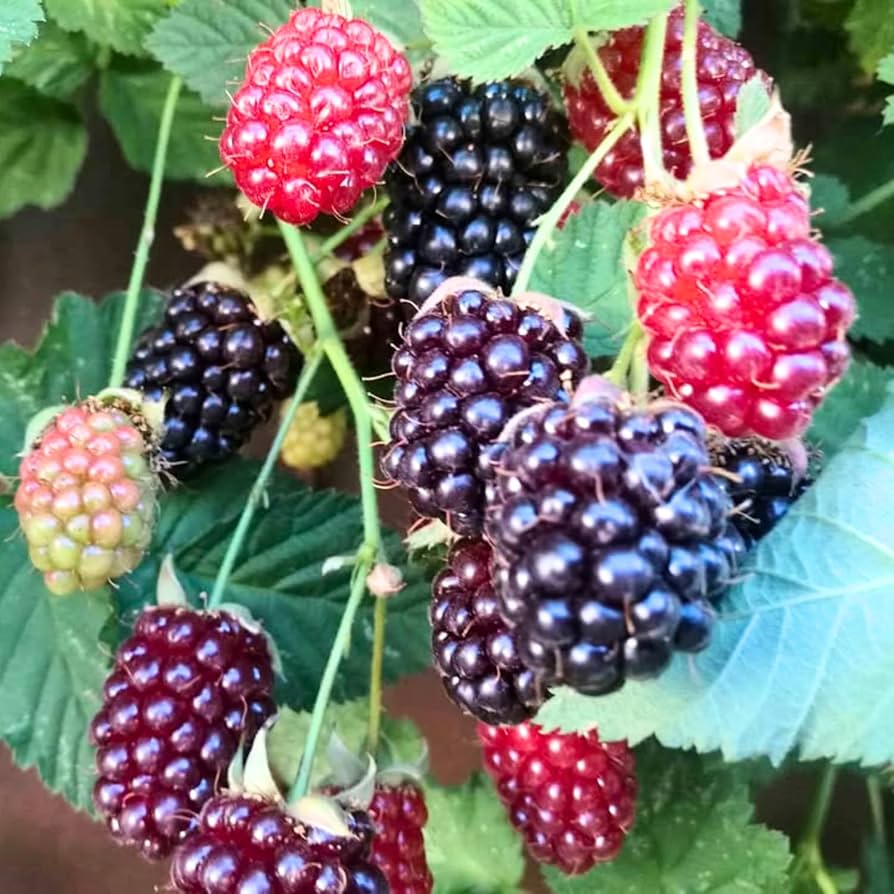 Premium BOYSENBERRY Seeds for Your Garden - Buy Seeds Online