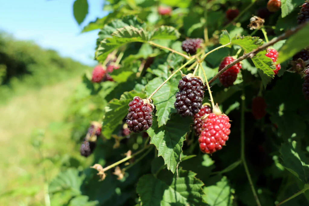 Premium BOYSENBERRY Seeds for Your Garden - Buy Seeds Online - Image 5