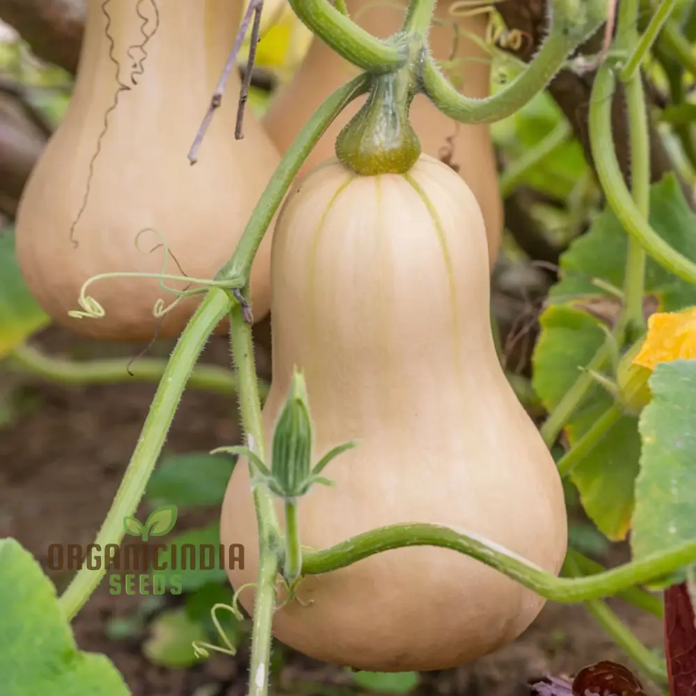 Premium Butternut Hunter F1 Vegetable Seeds, High Yield, Perfect for Home Gardens