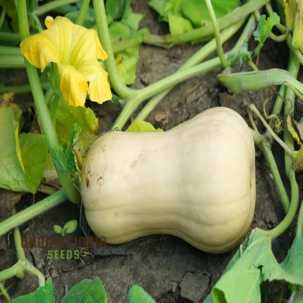 Premium Butternut Hunter F1 Vegetable Seeds, High Yield, Perfect for Home Gardens - Image 3