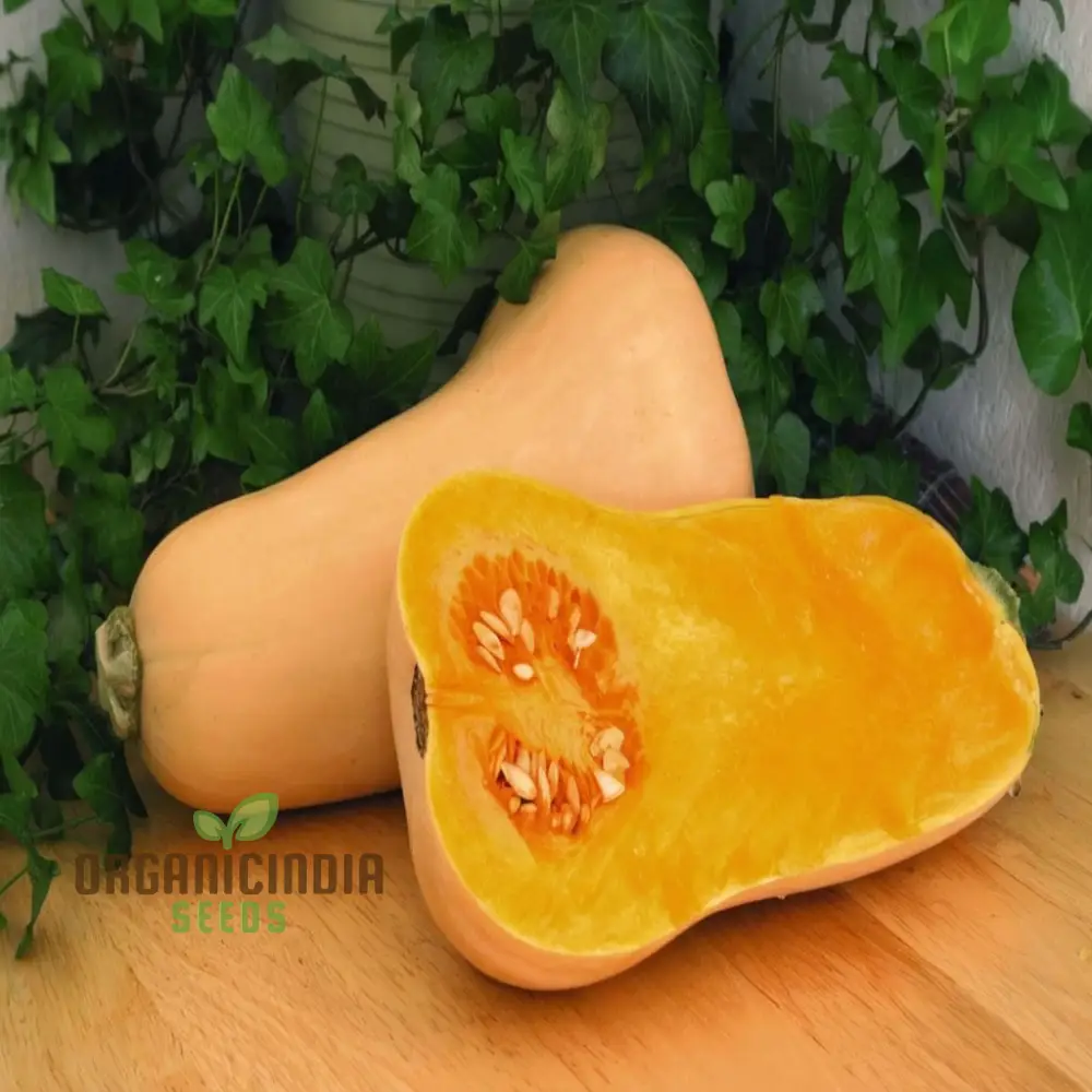 Premium Butternut Hunter F1 Vegetable Seeds, High Yield, Perfect for Home Gardens - Image 4