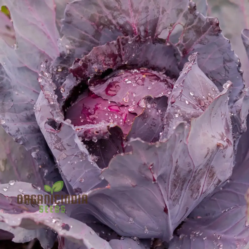 Cabbage Red Drumhead Seeds for Vibrant Garden Harvest