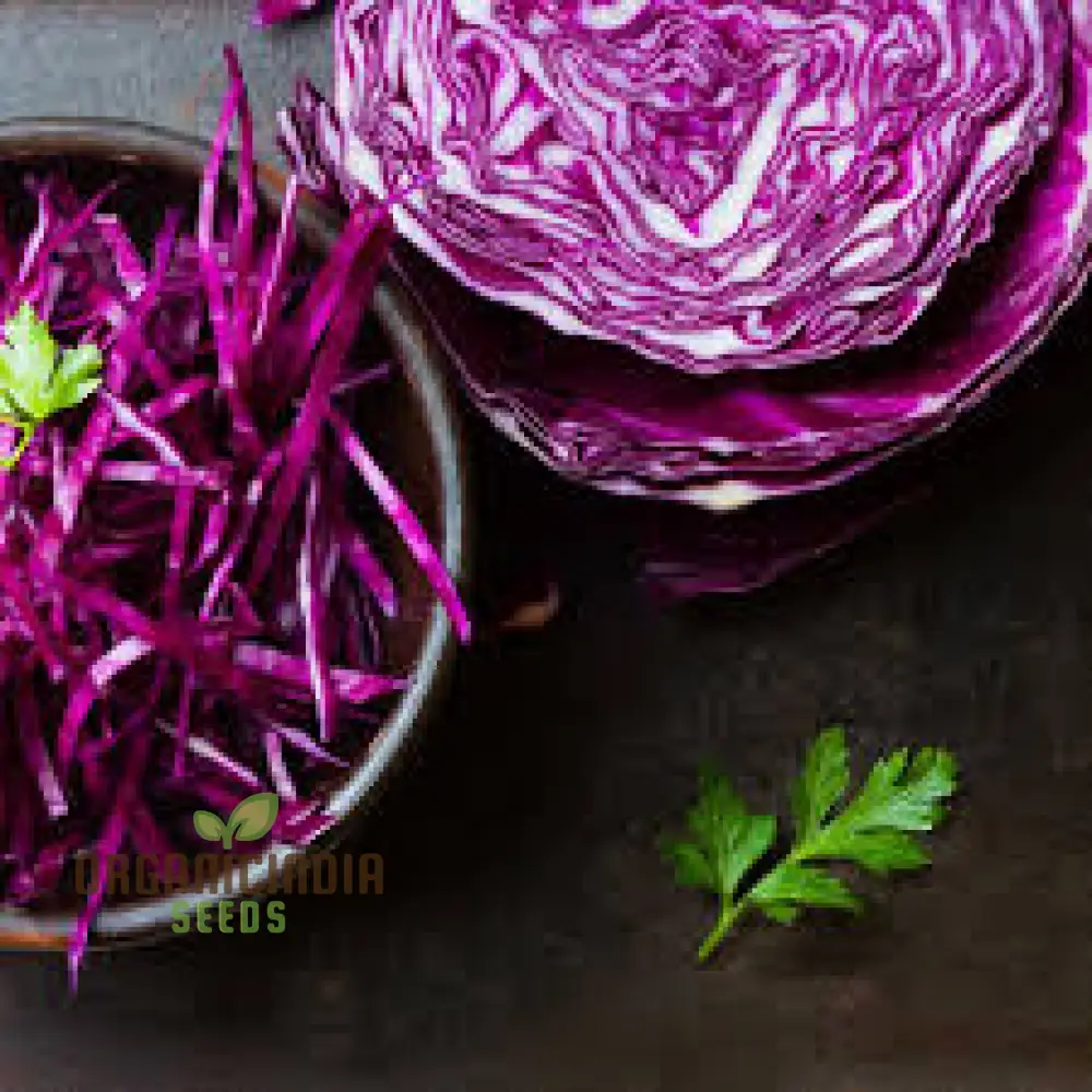 Cabbage Red Drumhead Seeds for Vibrant Garden Harvest - Image 3