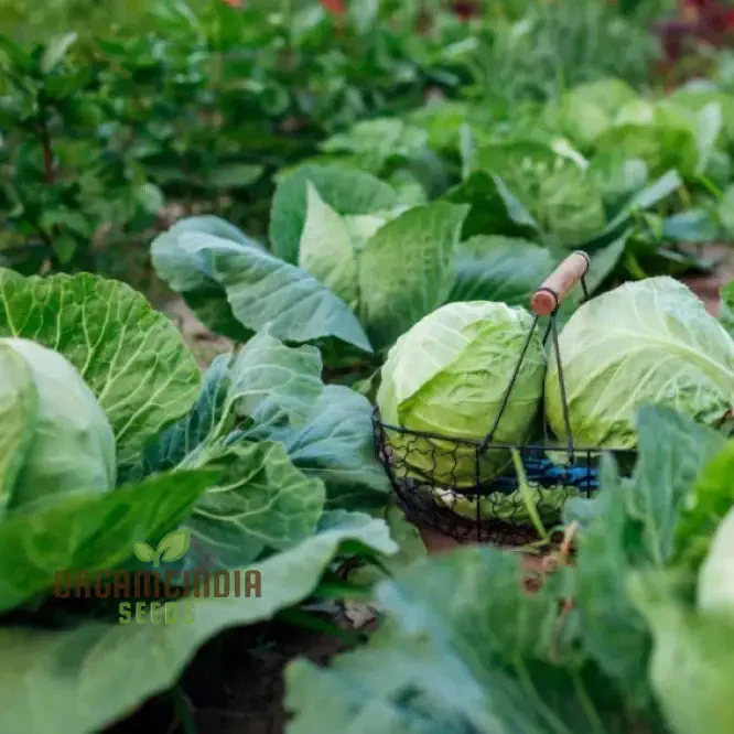 Premium Cabbage Seeds, Cultivate Your Garden for Fresh, Garden-to-Table Delights - Image 3