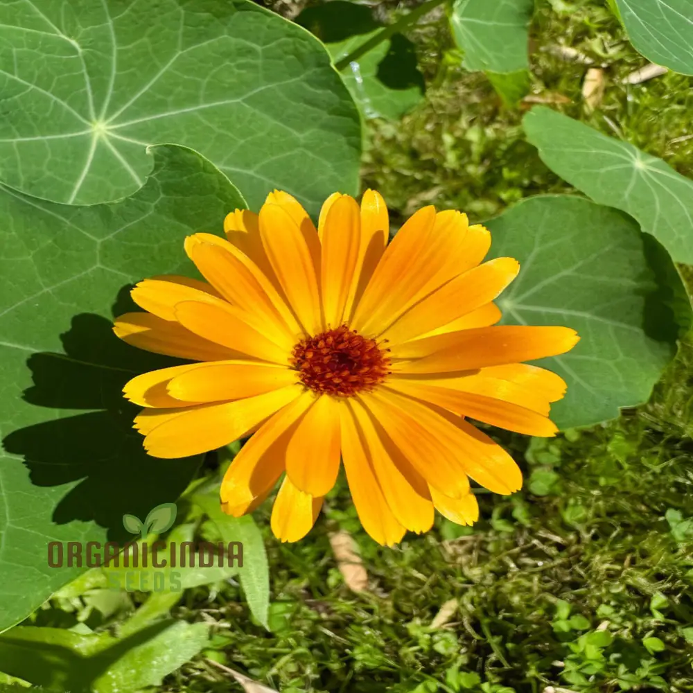 Calendula Flower Seeds, Buy Organic Seeds Online for Planting | Premium Quality Seeds