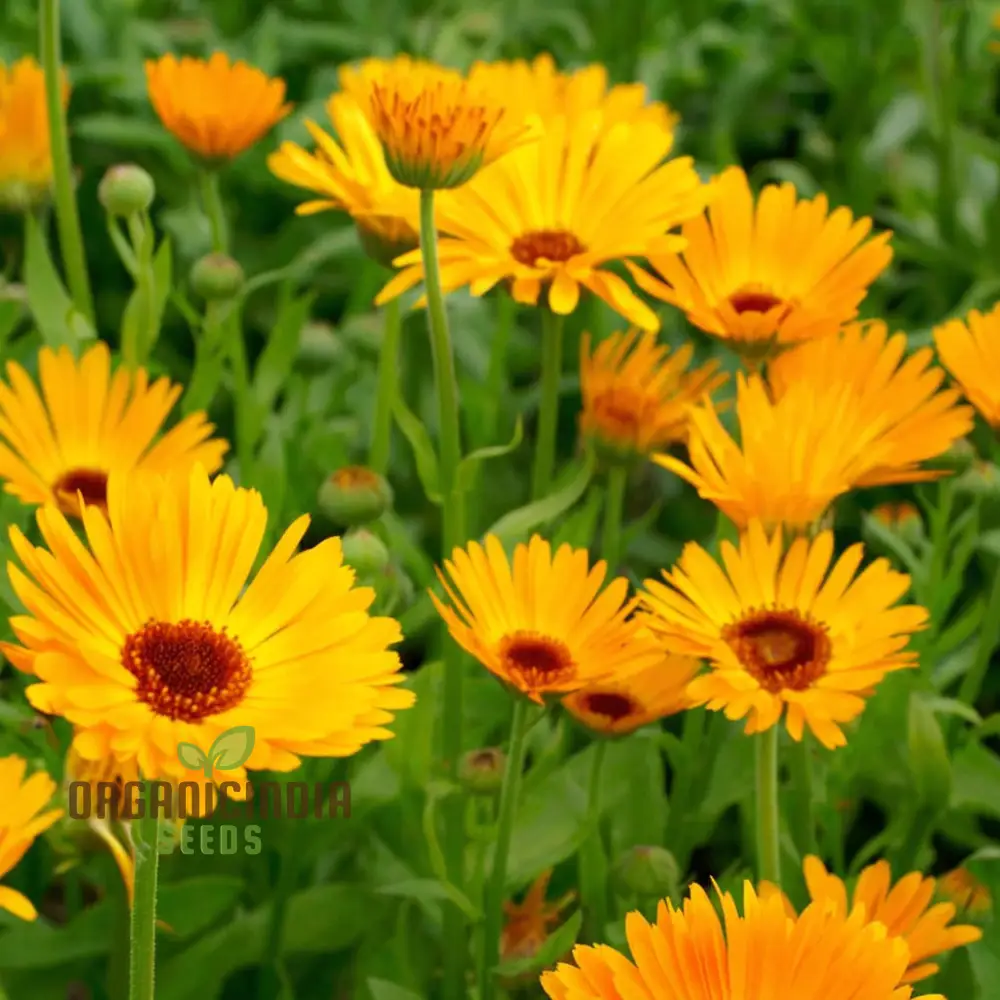 Calendula Flower Seeds, Buy Organic Seeds Online for Planting | Premium Quality Seeds - Image 3