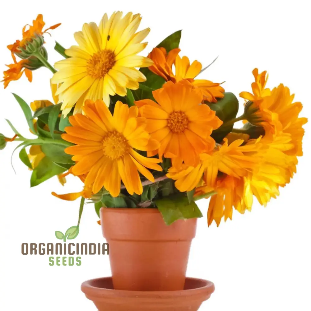 Calendula Flower Seeds, Buy Organic Seeds Online for Planting | Premium Quality Seeds - Image 4