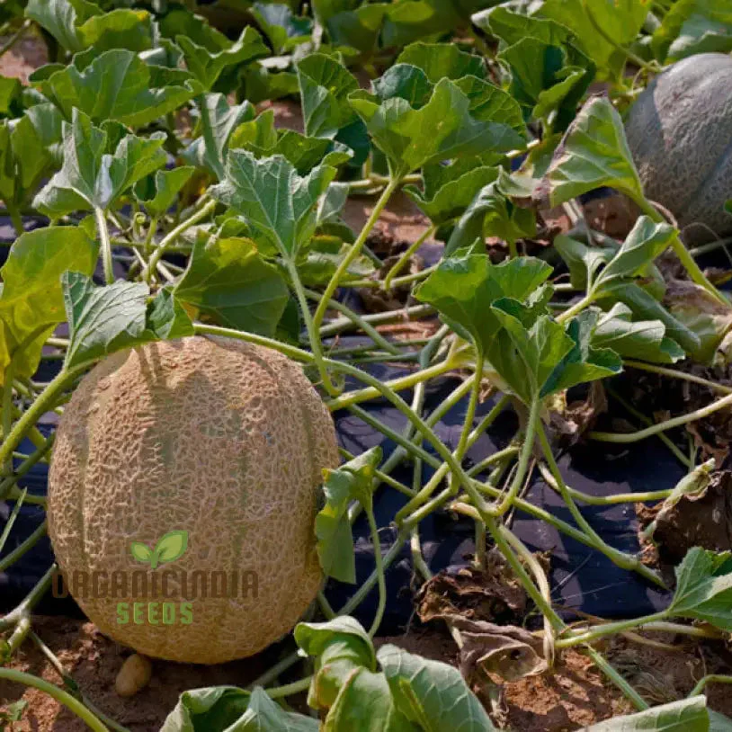 Cantaloupe Honeyrock Vegetable Seeds for Expert Gardeners | High-Yield, Flavorful Melons | Non-GMO, Heirloom Variety for Thriving Gardens