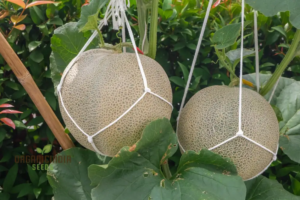 Cantaloupe Honeyrock Vegetable Seeds for Expert Gardeners | High-Yield, Flavorful Melons | Non-GMO, Heirloom Variety for Thriving Gardens - Image 4