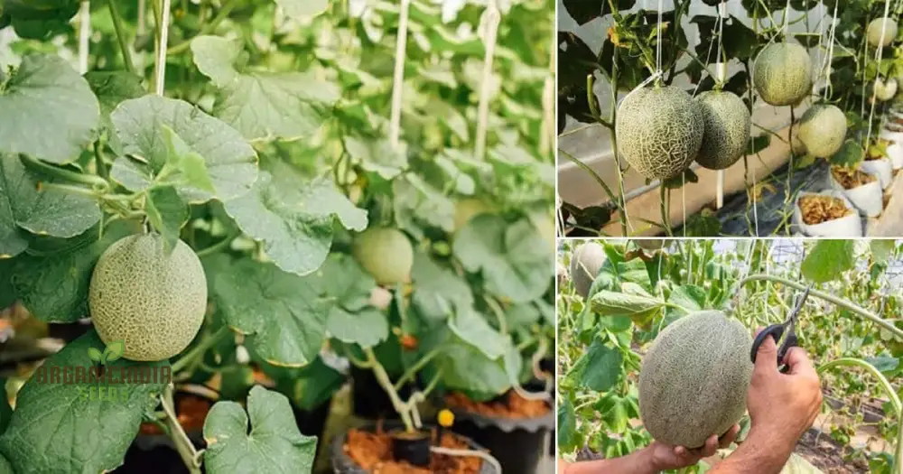 Cantaloupe Honeyrock Vegetable Seeds for Expert Gardeners | High-Yield, Flavorful Melons | Non-GMO, Heirloom Variety for Thriving Gardens - Image 5