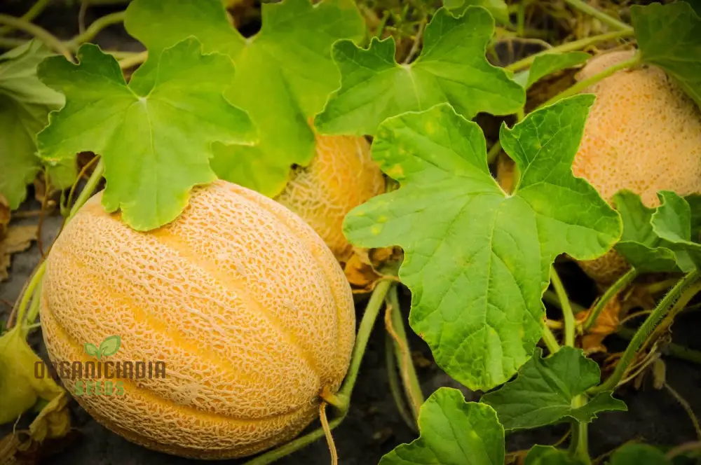 Cantaloupe Honeyrock Vegetable Seeds for Expert Gardeners | High-Yield, Flavorful Melons | Non-GMO, Heirloom Variety for Thriving Gardens - Image 6