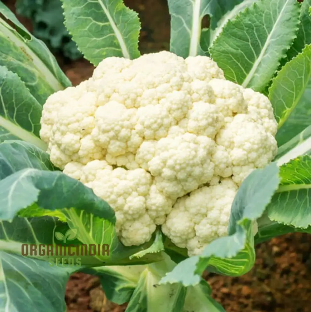 Premium Cauliflower Snowball Seeds for Planting , Ideal for Home Gardeners and Grow