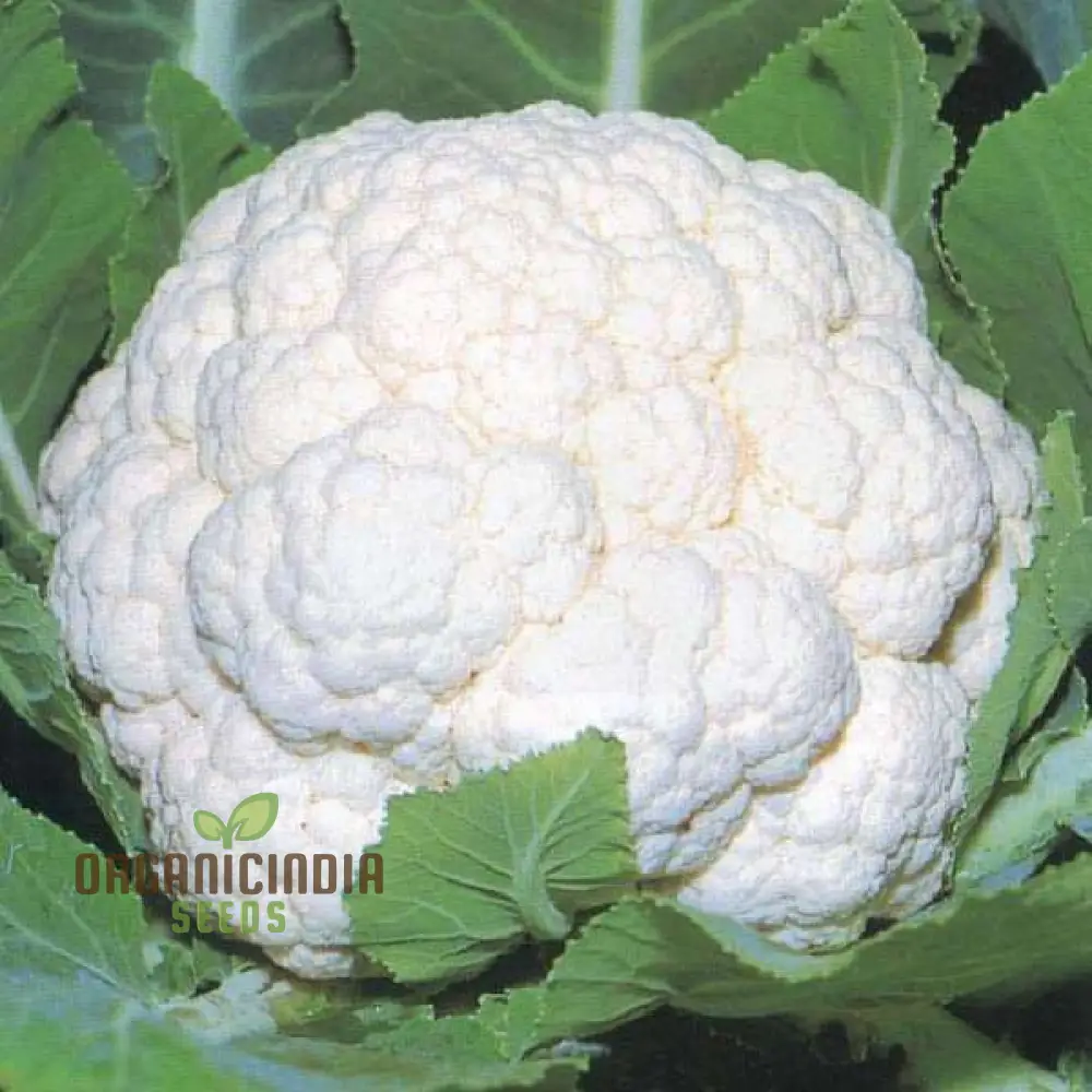 Premium Cauliflower Snowball Seeds for Planting , Ideal for Home Gardeners and Grow - Image 3