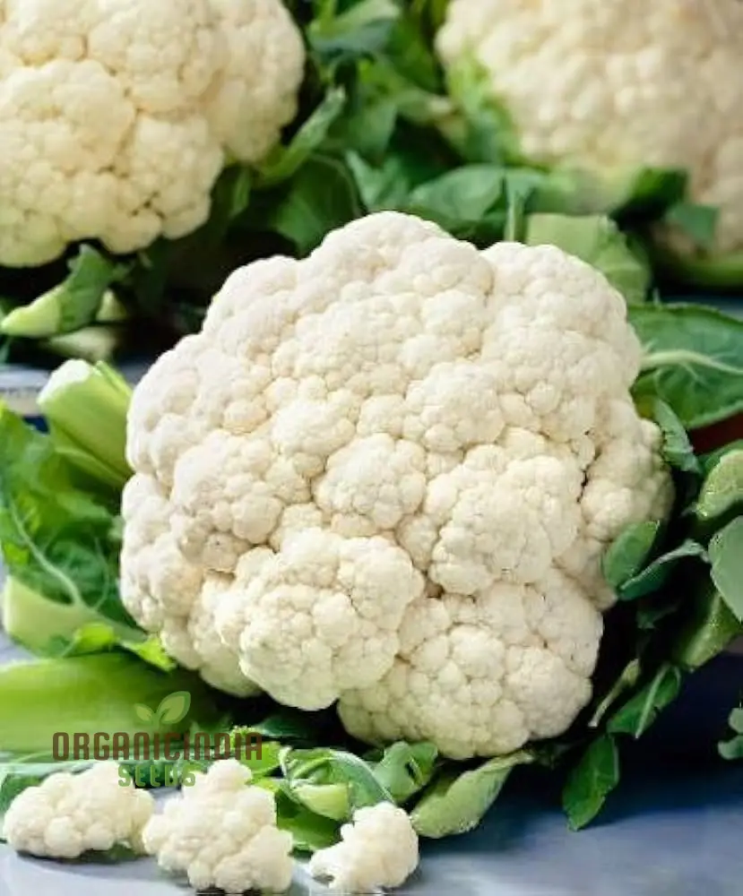 Premium Cauliflower Snowball Seeds for Planting , Ideal for Home Gardeners and Grow - Image 4