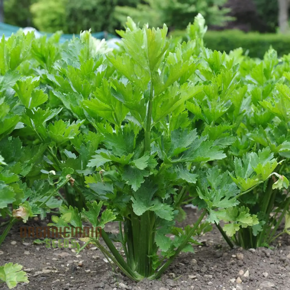 Premium Celery Golden Self Blanching Vegetable Seeds for Planting, High-Quality Seeds for a Lush Garden
