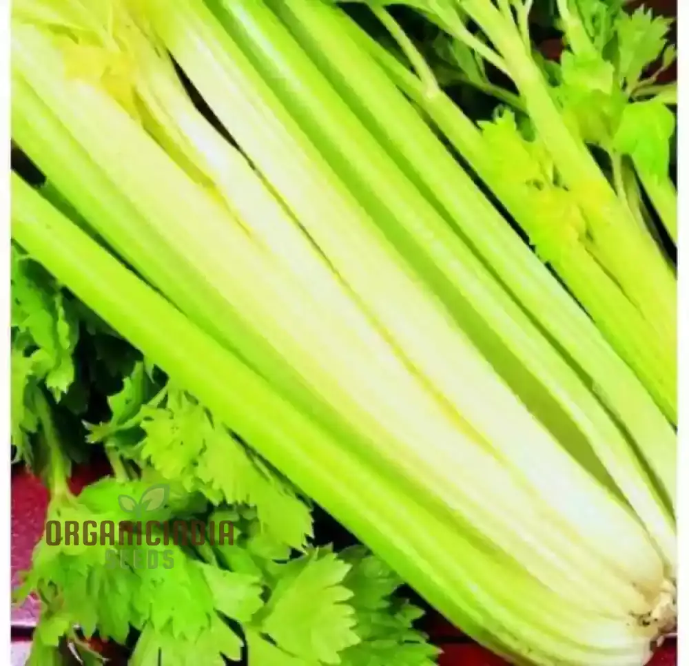 Premium Celery Golden Self Blanching Vegetable Seeds for Planting, High-Quality Seeds for a Lush Garden - Image 3