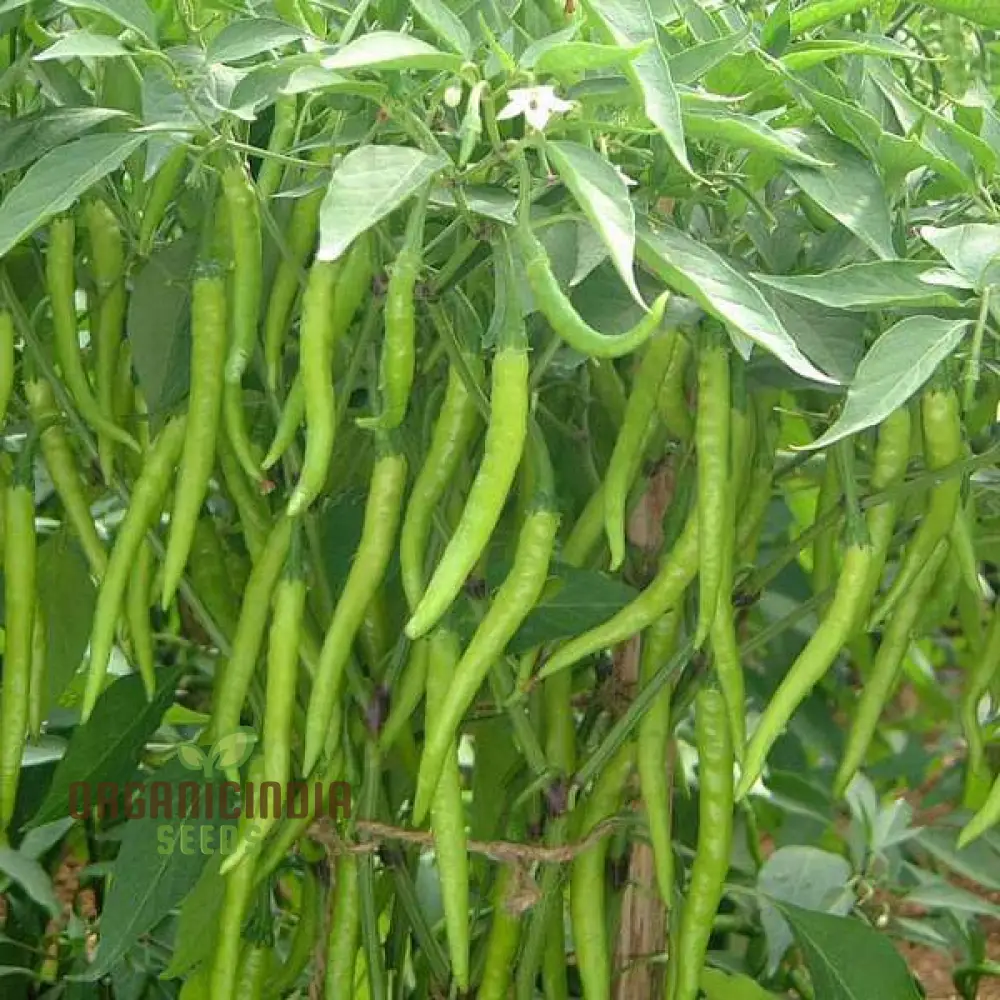 Chilli Vegetable Seeds, for Thriving Gardens - Perfect for Home Gardeners and Outdoor Planting - High-Yield, Non-GMO, Organic Seeds for Spicy Peppers All Season Long Seeds For Planting - Image 3
