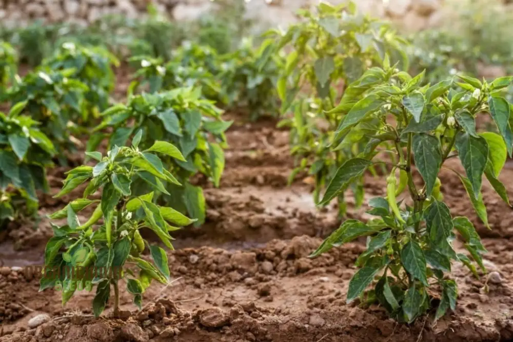 Chilli Vegetable Seeds, for Thriving Gardens - Perfect for Home Gardeners and Outdoor Planting - High-Yield, Non-GMO, Organic Seeds for Spicy Peppers All Season Long Seeds For Planting - Image 4