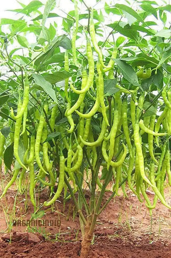Chilli Vegetable Seeds, for Thriving Gardens - Perfect for Home Gardeners and Outdoor Planting - High-Yield, Non-GMO, Organic Seeds for Spicy Peppers All Season Long Seeds For Planting - Image 5