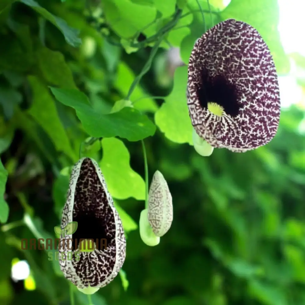 Dutchman’s Pipe Seeds (Climbing Dutchman’s Pipe Seeds) - Unique Blossoms for Vertical Gardening