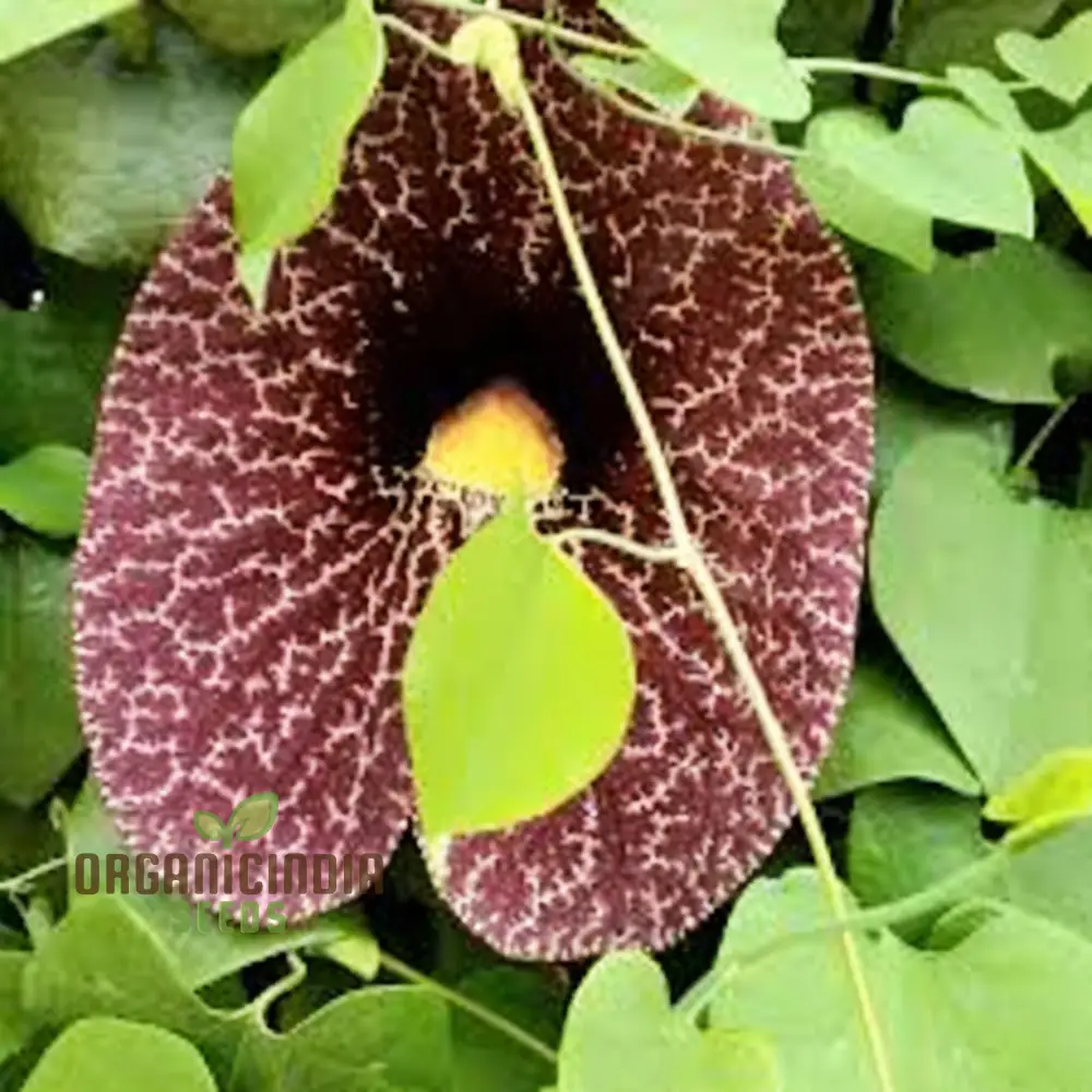 Dutchman’s Pipe Seeds (Climbing Dutchman’s Pipe Seeds) - Unique Blossoms for Vertical Gardening - Image 3