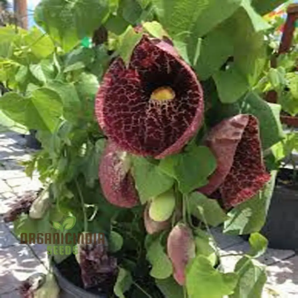 Dutchman’s Pipe Seeds (Climbing Dutchman’s Pipe Seeds) - Unique Blossoms for Vertical Gardening - Image 4