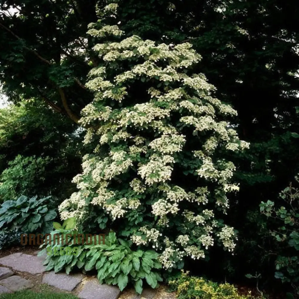 Hydrangea Seeds (Climbing Hydrangea Seeds) - Ideal for Vertical and Wall Gardens