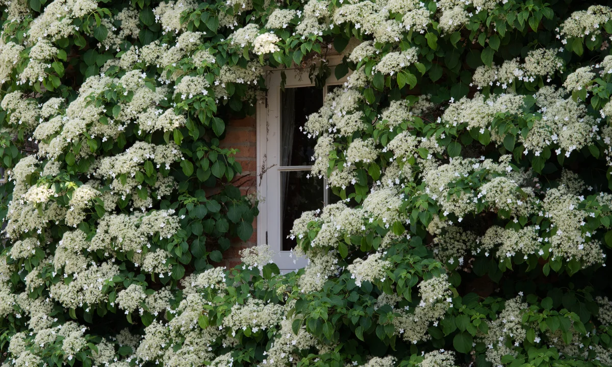 Hydrangea Seeds (Climbing Hydrangea Seeds) - Ideal for Vertical and Wall Gardens - Image 2