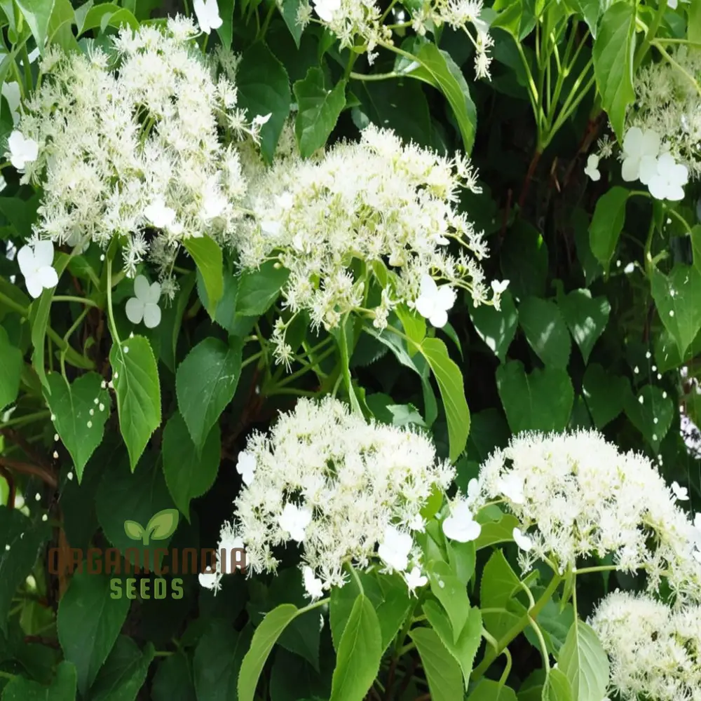 Hydrangea Seeds (Climbing Hydrangea Seeds) - Ideal for Vertical and Wall Gardens - Image 3
