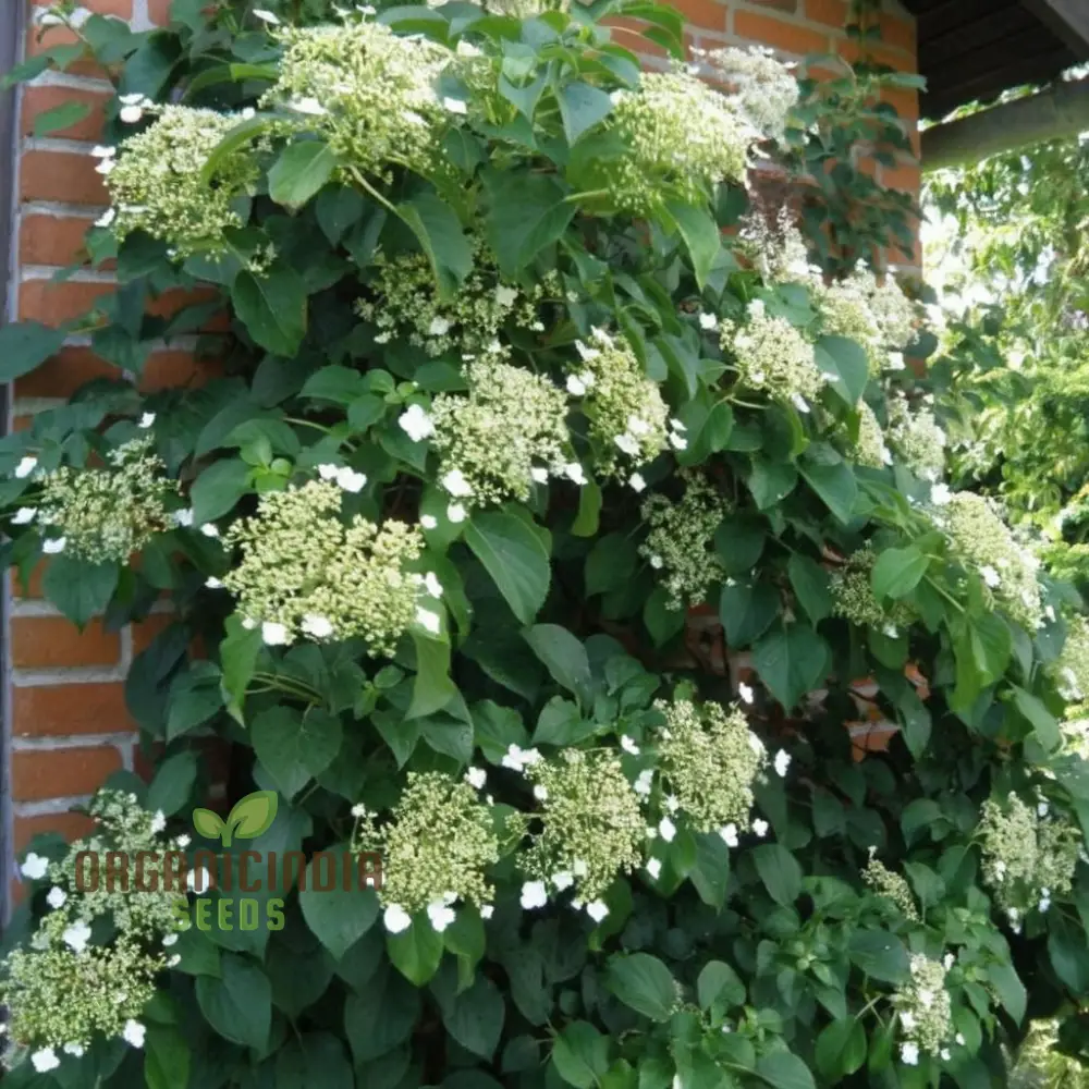 Hydrangea Seeds (Climbing Hydrangea Seeds) - Ideal for Vertical and Wall Gardens - Image 5
