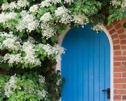 Hydrangea Seeds (Climbing Hydrangea Seeds) - Ideal for Vertical and Wall Gardens - Image 7