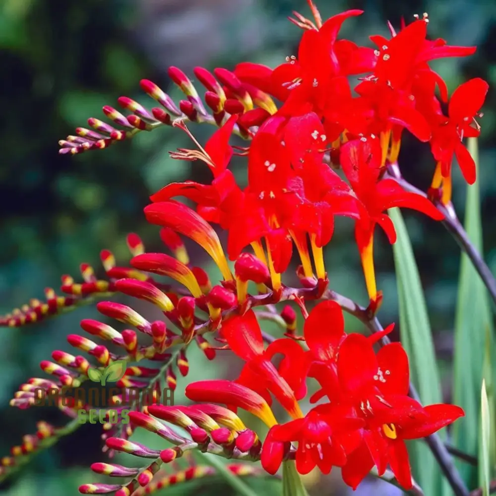 Crocosmia Red Flower Seeds for Vibrant Gardening  Perfect for Enthusiasts and Seasoned Gardeners Alike