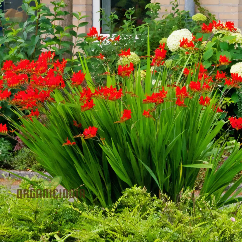 Crocosmia Red Flower Seeds for Vibrant Gardening  Perfect for Enthusiasts and Seasoned Gardeners Alike - Image 3
