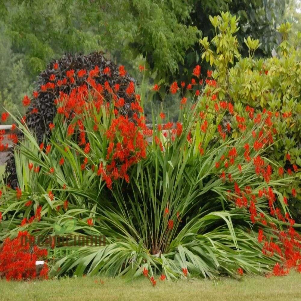 Crocosmia Red Flower Seeds for Vibrant Gardening  Perfect for Enthusiasts and Seasoned Gardeners Alike - Image 4