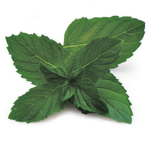 Premium Culinary & Beverage Mint Seeds – Fresh, Aromatic, Heirloom Herb for Gourmet Drinks & Dishes - Image 2