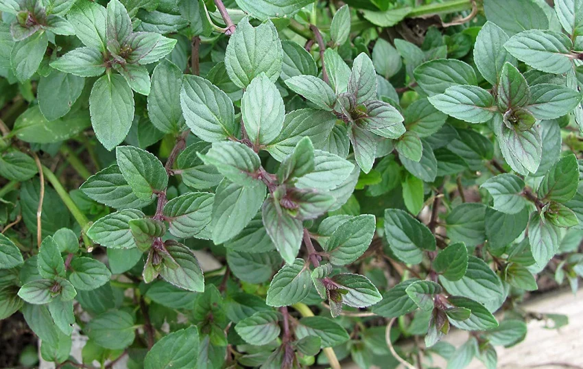 Premium Culinary & Beverage Mint Seeds – Fresh, Aromatic, Heirloom Herb for Gourmet Drinks & Dishes - Image 3