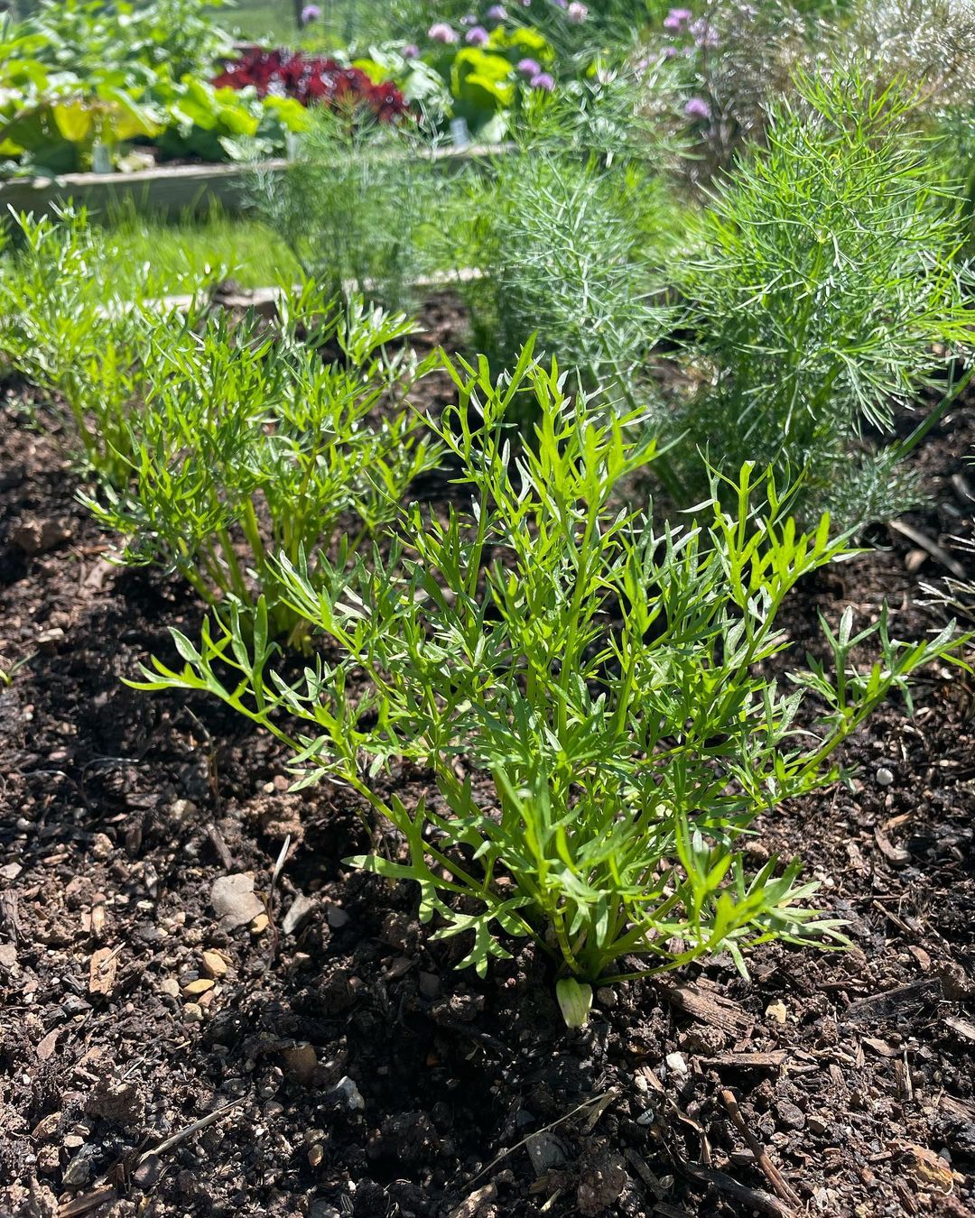 Delfino Seeds – Premium Non-GMO Cilantro Herb Seeds for Fresh, Aromatic Home Gardens