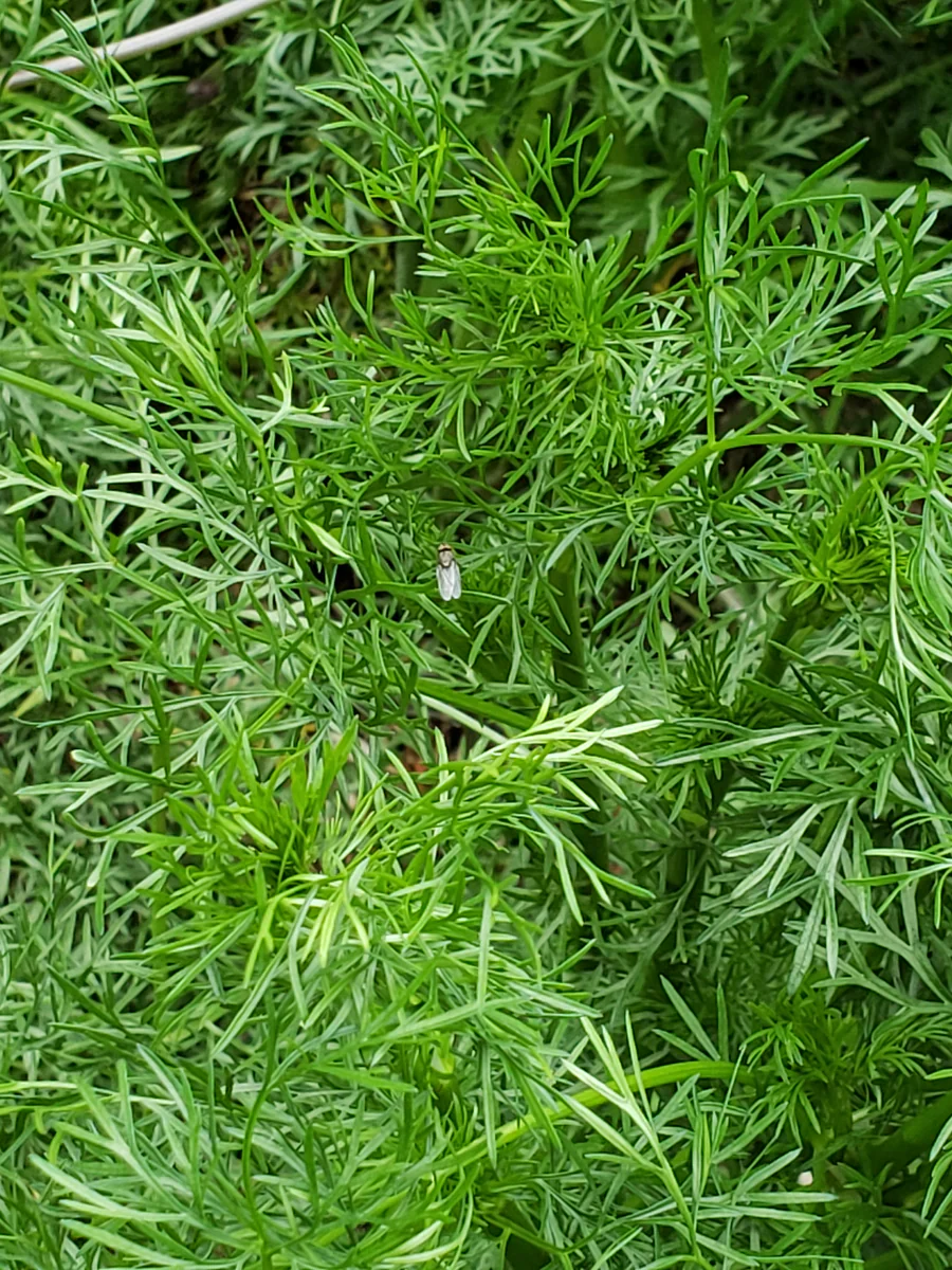 Delfino Seeds – Premium Non-GMO Cilantro Herb Seeds for Fresh, Aromatic Home Gardens - Image 2
