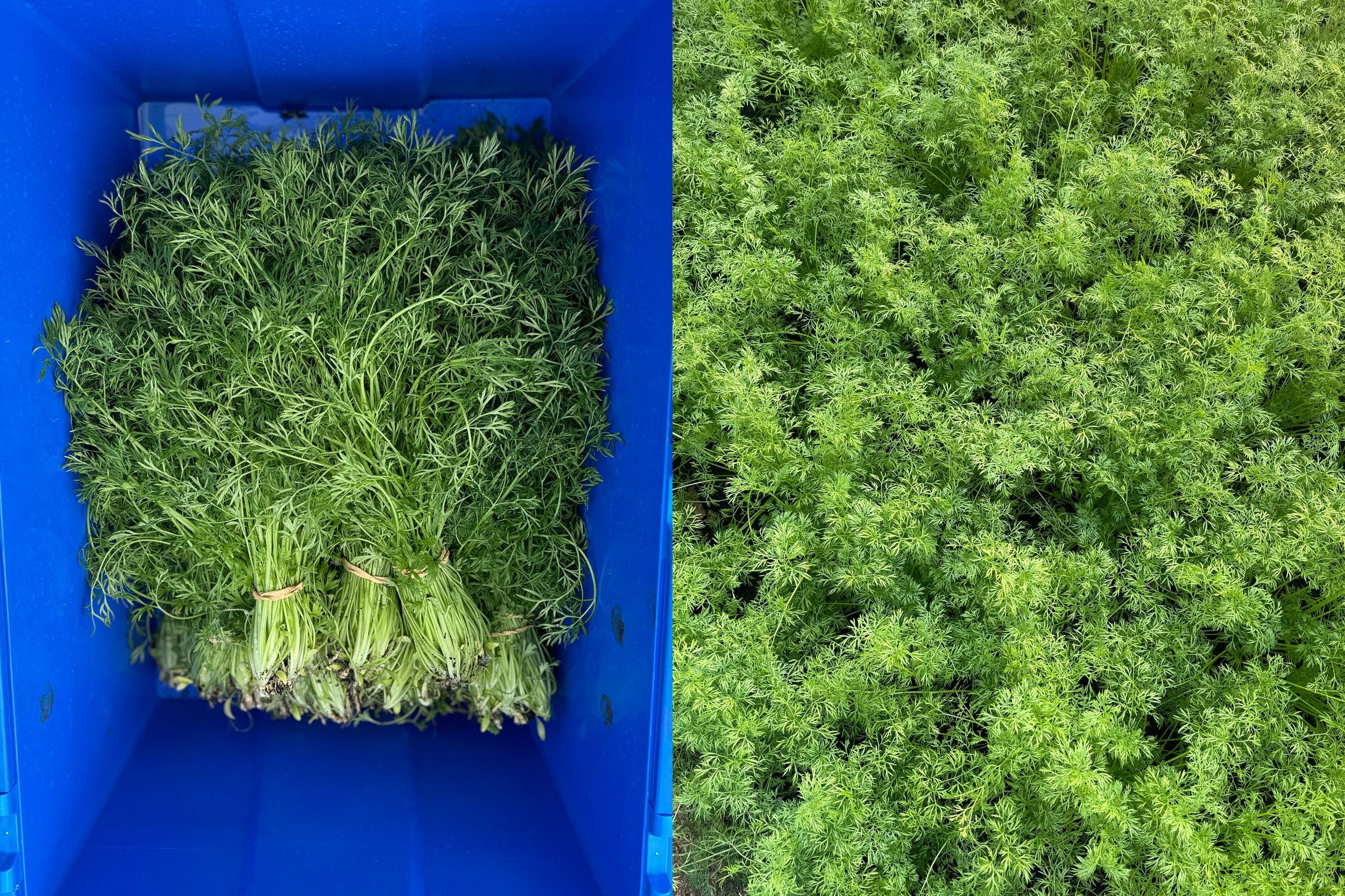 Delfino Seeds – Premium Non-GMO Cilantro Herb Seeds for Fresh, Aromatic Home Gardens - Image 3