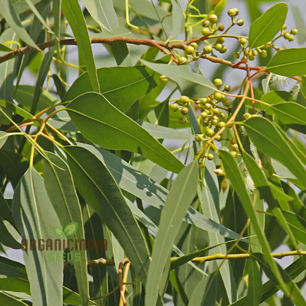 Premium Eucalyptus citriodora Tree Seeds for Gardening Enthusiasts - Grow Your Own Lemon-Scented Eucalyptus Trees