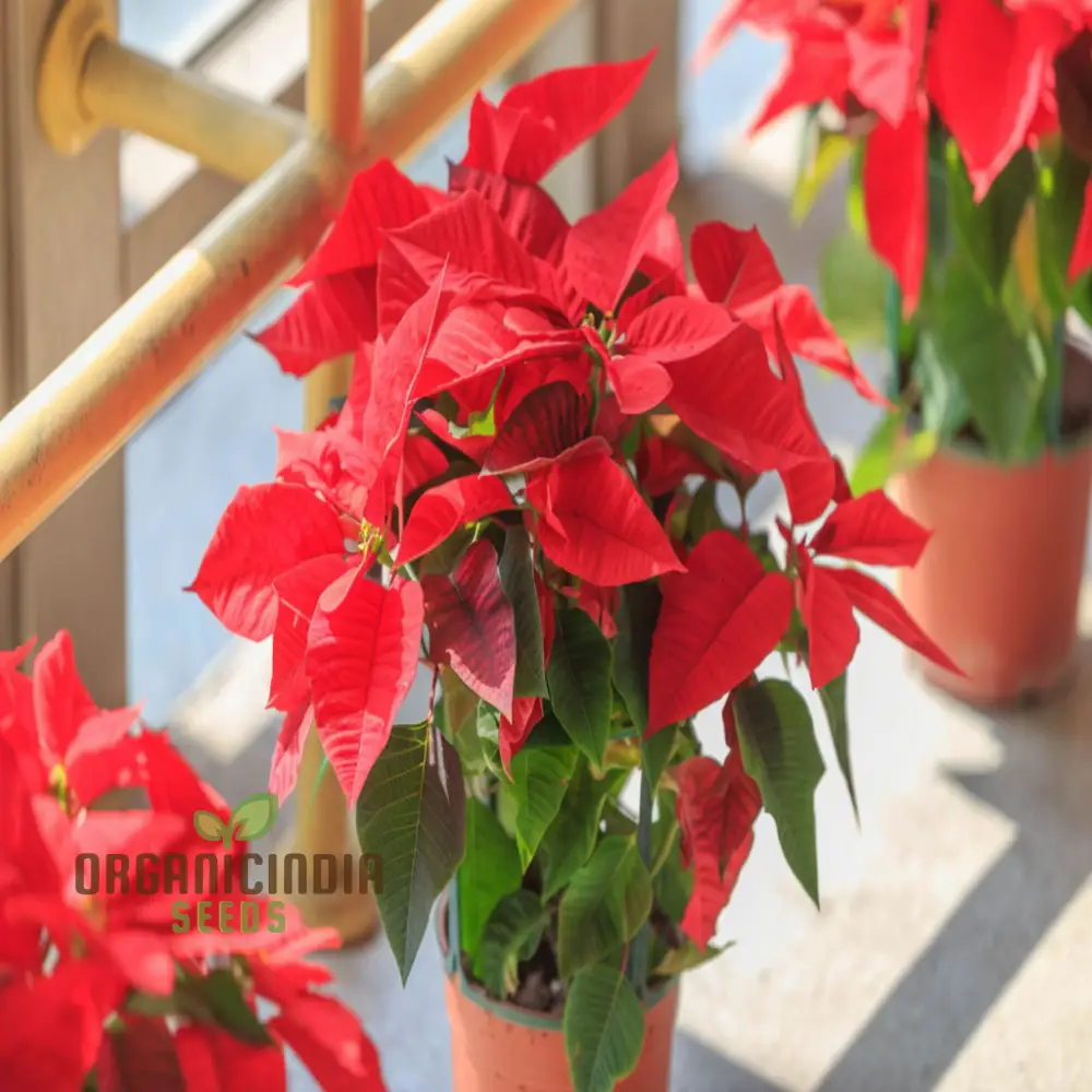 Premium Euphorbia Pulcherrima Flower Seeds for Planting- Grow Your Own Stunning Poinsettia Blooms - Image 3